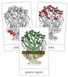 Peanut Plant Nomenclature Cards (Red) - Montessori Print Shop