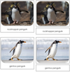 Penguins - Safari Toob Cards