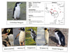 Penguins & Distribution Maps - Montessori Print Shop Zoology