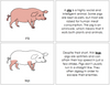 Pig Nomenclature Book - Montessori Print Shop