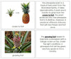 Pineapple Life Cycle Nomenclature Book - Montessori