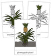 Pineapple plant Nomenclature Cards - Montessori Print Shop