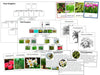Plant Kingdom Cards, Charts & Information Bundle (color-coded) - Montessori Print Shop
