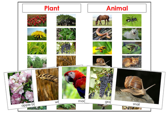 Plant or Animal Cards - Montessori Print Shop science printable
