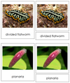 Platyhelminthes Animal Cards - Montessori Print Shop