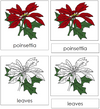 Poinsettia Nomenclature 3-Part Cards - Montessori Print Shop