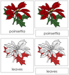 Poinsettia Nomenclature 3-Part Cards (red) - Montessori Print Shop