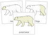 Polar Bear Nomenclature Cards - Montessori Print Shop