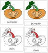 Pumpkin Nomenclature 3-Part Cards (red) - Montessori Print Shop