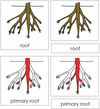 Root Nomenclature 3-Part Cards (red) - Montessori Print shop