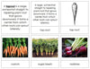 Plant Roots - Montessori Print Shop botany cards