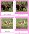 South American Animals (color-coded) - Montessori Continent Cards