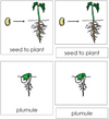Seed to Plant Nomenclature 3-Part Cards - Montessori Print Shop
