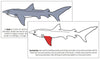Shark Nomenclature Book (red) - Montessori Print Shop