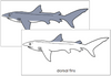 Shark Nomenclature Cards - Montessori
