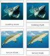 Shark Cards - Montessori Print Shop