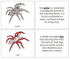 Parts of a Spider Nomenclature Book (red) - Montessori Print Shop