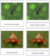 Spider Cards - Montessori Print Shop