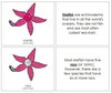 Parts of a Starfish Nomenclature Book - Montessori Print Shop