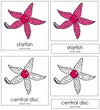 Starfish Nomenclature 3-Part Cards - Montessori Print Shop