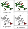 Strawberry Plant Nomenclature 3-Part Cards (red) - Montessori Print Shop
