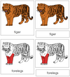 Tiger Nomenclature 3-Part Cards (red) - Montessori Print Shop