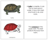 Parts of a Turtle Nomenclature Book (red) - Montessori Print shop