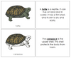 Parts of a Turtle Nomenclature Book - Montessori Print shop
