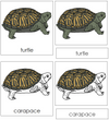 Turtle Nomenclature Cards - Montessori Print shop