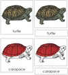 Turtle Nomenclature 3-Part Cards (red) - Montessori Print Shop