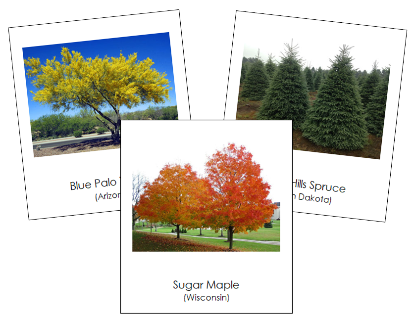 State Trees of the USA - Montessori Print Shop