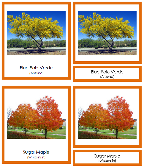 State Trees of the USA (color-coded) - Montessori Print Shop