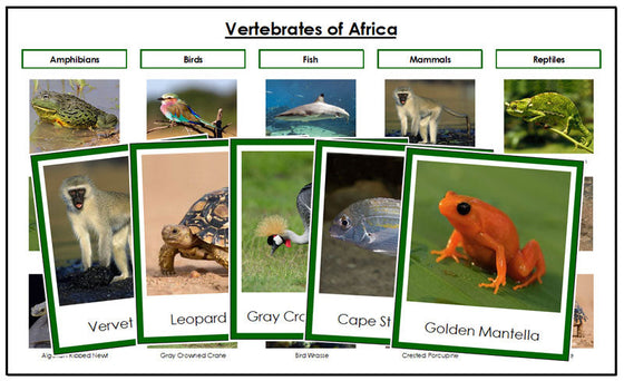 Africa Vertebrate Sorting Cards (color borders) - Montessori Print Shop