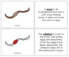 Parts of a Worm Nomenclature 3-Part Book (red) - Montessori Print Shop