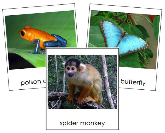 Amazon Rainforest Animals - Montessori Print Shop
