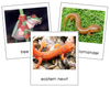 Class Amphibia (amphibians) - Montessori vertebrate cards
