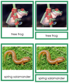 Amphibians 3-Part Cards (Animal Kingdom Cards) - Montessori Print Shop