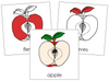 Apple Nomenclature Cards (red) - Montessori Print Shop