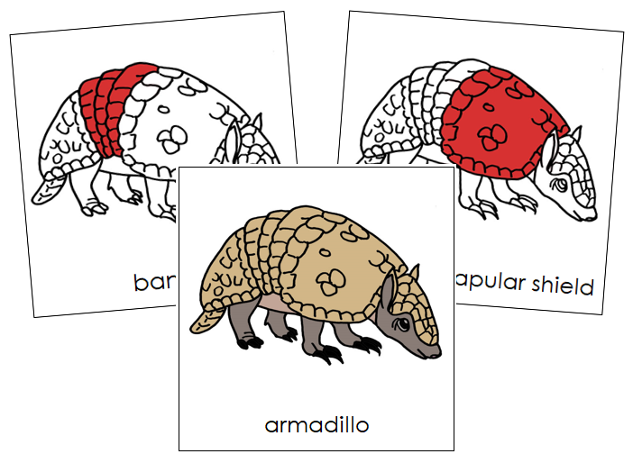 Armadillo Nomenclature Cards (red) - Montessori Print Shop