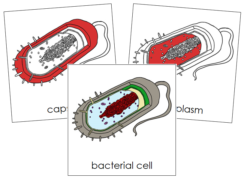 Bacterial Cell Nomenclature Cards (red) - Montessori Print Shop