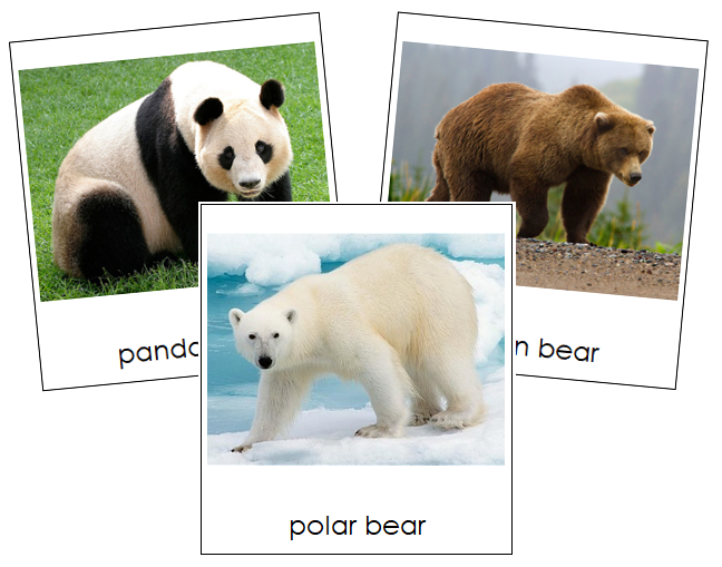 Bear Cards - Montessori Print Shop