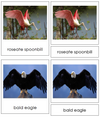 Types of Birds 3-Part Cards - Animal Kingdom - Montessori Print Shop