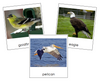 Types of Birds - Montessori Print Shop