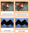 Birds (Aves) - Animal Kingdom 3-Part Cards - Montessori Print Shop
