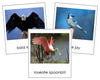 Types of Birds Cards - Animal Kingdom Cards - Montessori Print Shop