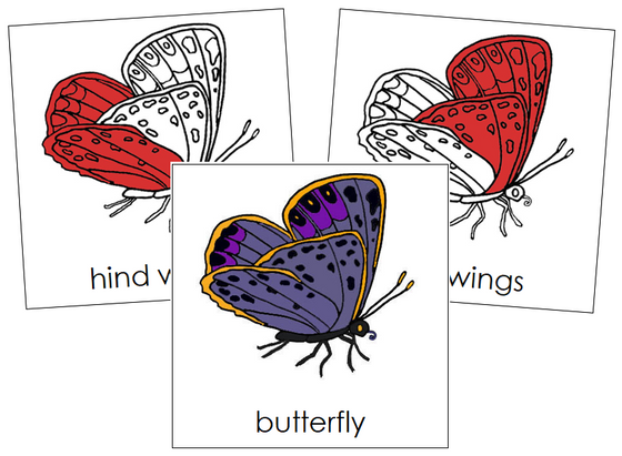 Butterfly Nomenclature Cards (red) - Montessori Print Shop