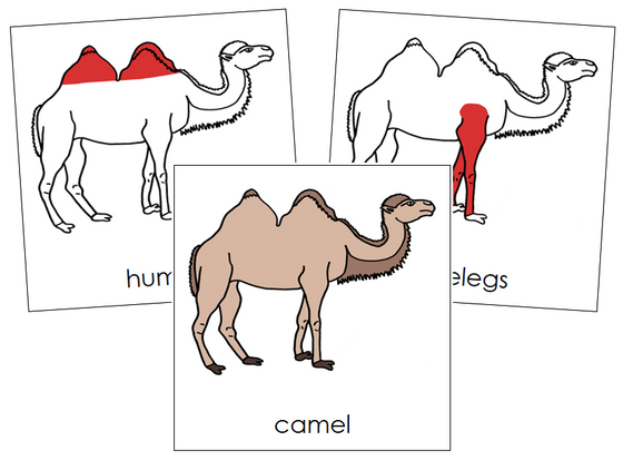 Camel Nomenclature Cards (red) - Montessori Print Shop