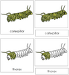 Parts of a Caterpillar Nomenclature 3-Part Cards - Montessori Print Shop
