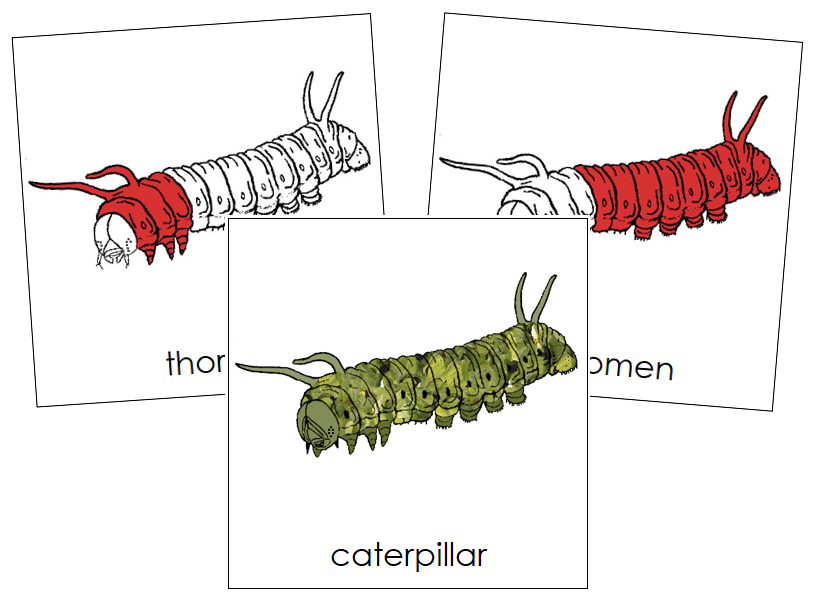 Caterpillar Nomenclature Cards (red) - Montessori Print Shop