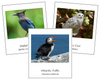 Canadian Provincial Birds - Montessori geography cards